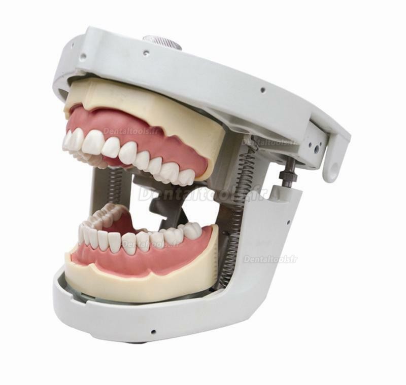 Mannequin de formation pour soins dentaire typodont compatible avec Nissin Kilgore